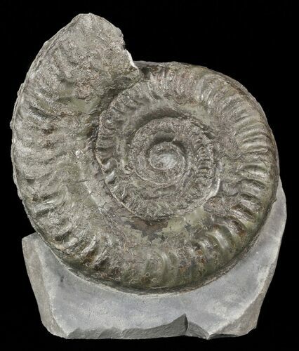 Jurassic Ammonite (Hildoceras) - England #57903